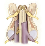 Equine-Spinal-Cord