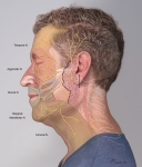 Facial-Nerve-Injury